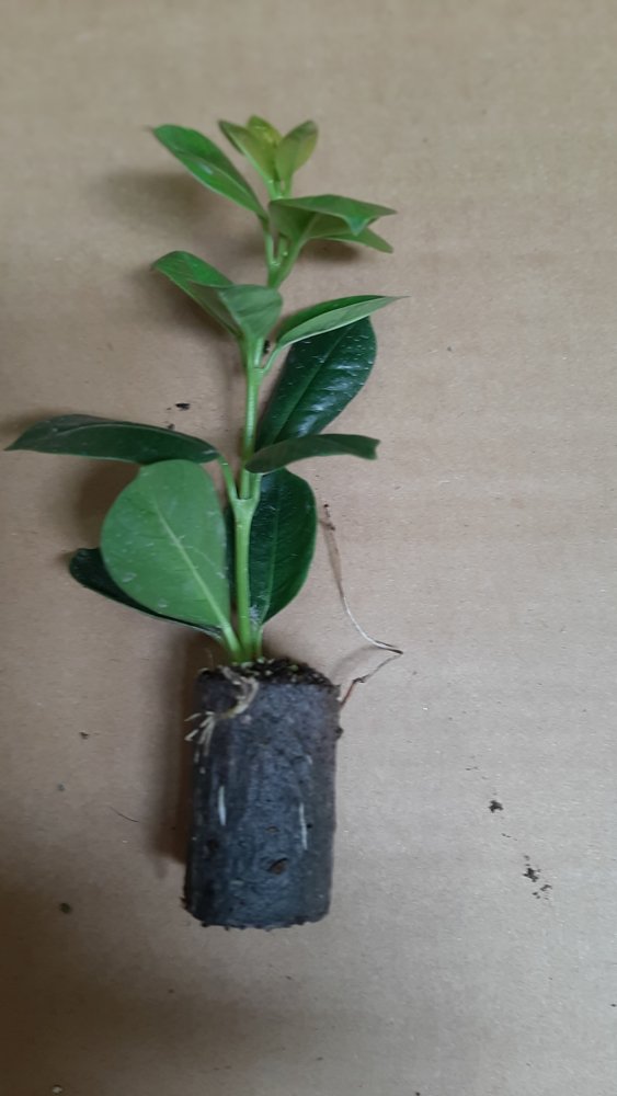 Gėlės daigelis, mandevilė "Early Scarlet"