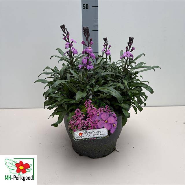 Daugiametė gėlė, tvertikas "Bowles Mauve", vazonėlio skersmuo 26 cm.