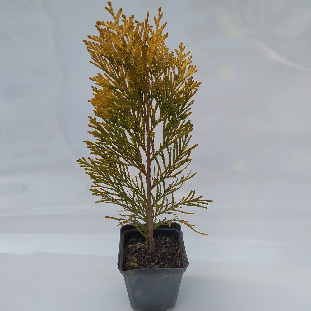 Spygliuotis, tuja "Tiger Gold", vazonėlio skersmuo 9 cm.