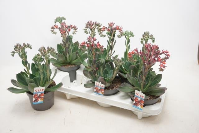 Kambarinis augalas, kalvorė (eševerija), vazonėlio skersmuo 13 cm.