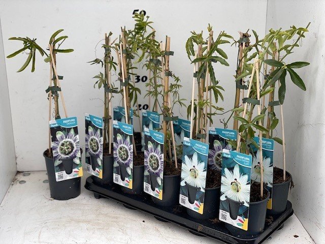 Kambarinis augalas, pasiflora, vazonėlio skersmuo 12 cm.