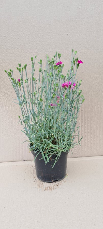 Daugiametė gėlė, gvazdikas "Pretty Becky", vazonas 2 l.