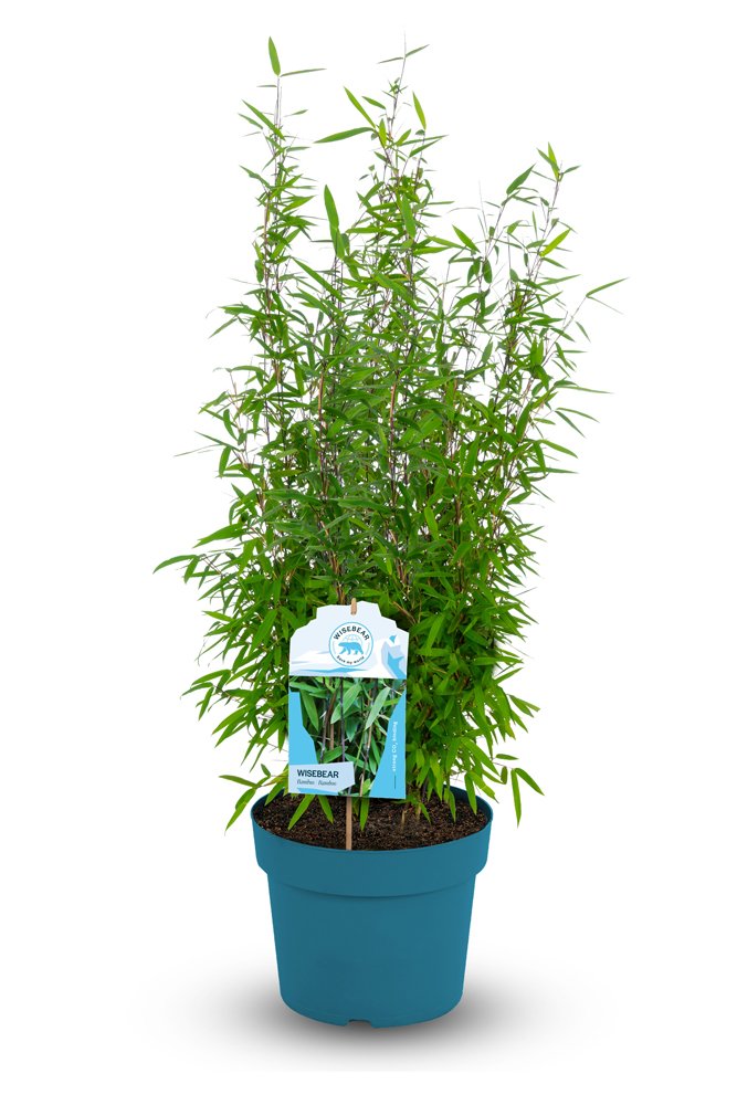 Žolinis augalas, bambukaitis "Wisebear", aukštis 50-60 cm., vazonas 5 l.