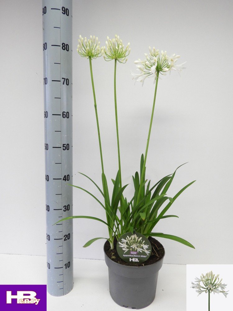 Daugiametė gėlė, agapantas "Henrys White", vazonėlio skersmuo 21 cm.