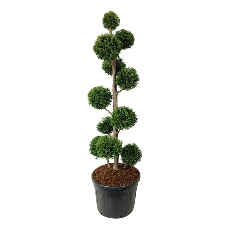 Spygliuotis, tuja vakarinė "Brabant" (Pom Pom), aukštis 175-200 cm., vazonas 130 l.