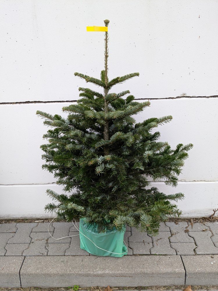 Kaukazinis kėnis (Abies nordmanniana) vazone, aukštis 80 -100 cm.