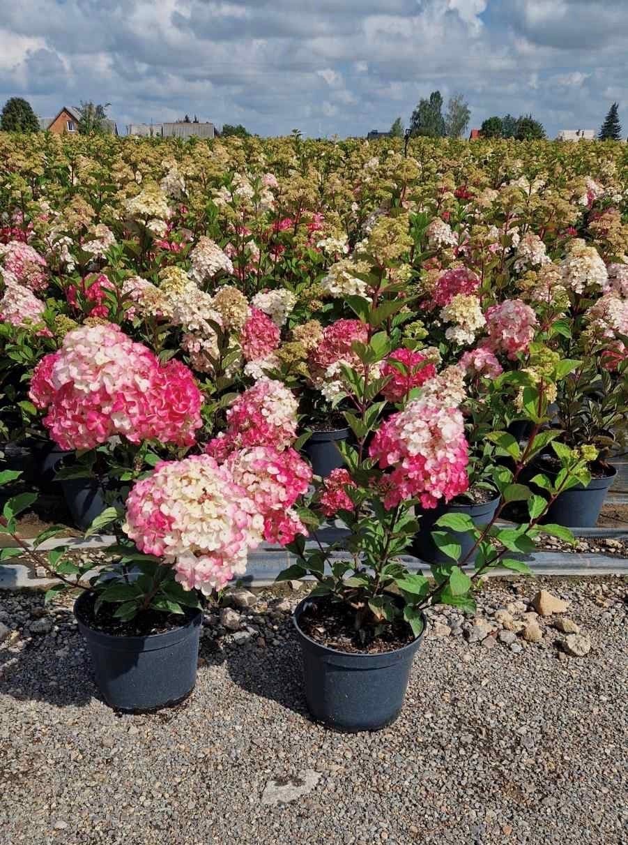 Dekoratyvinis krūmas, šluotelinė hortenzija, įvairios, vazonas 5 l.