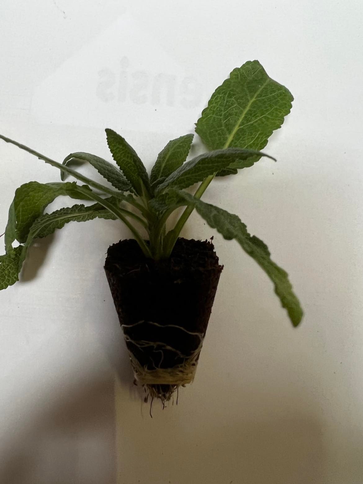 Daugiametės gėlės daigelis, gojinis šalavijas "Sensation Medium Deep Rose"