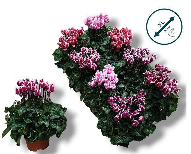 Kambarinis augalas, ciklamenas "Sup Fuji", vazonėlio skersmuo 11 cm.