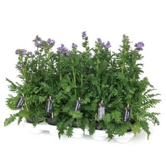 Daugiametė gėlė, palemonas, vazonėlio skersmuo 12 cm.