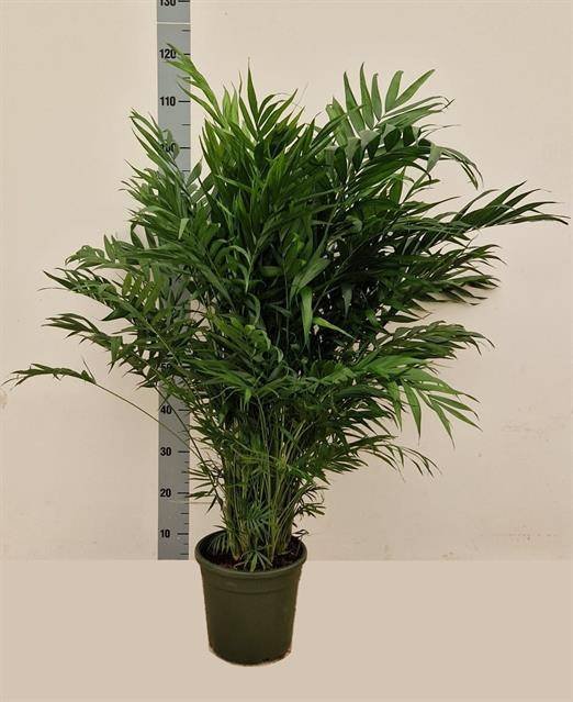 Kambarinis augalas, grakščioji chamedorėja, vazonėlio skersmuo 23 cm.