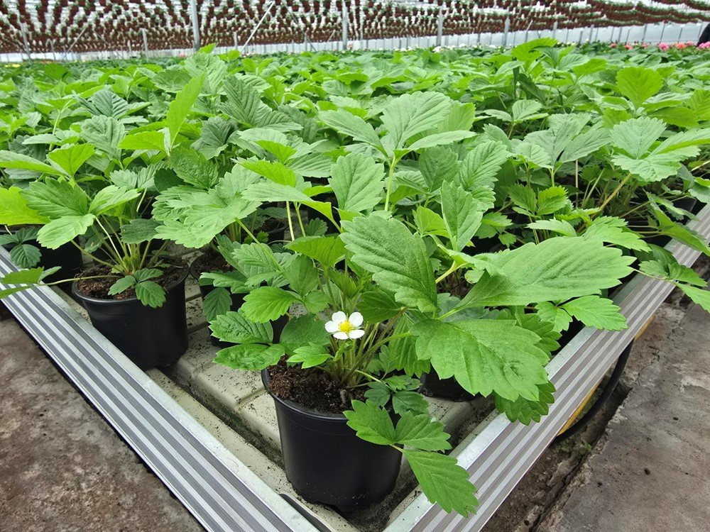 Žemuogės sodinukas, paprastasis, vazonėlio skersmuo 10 cm.
