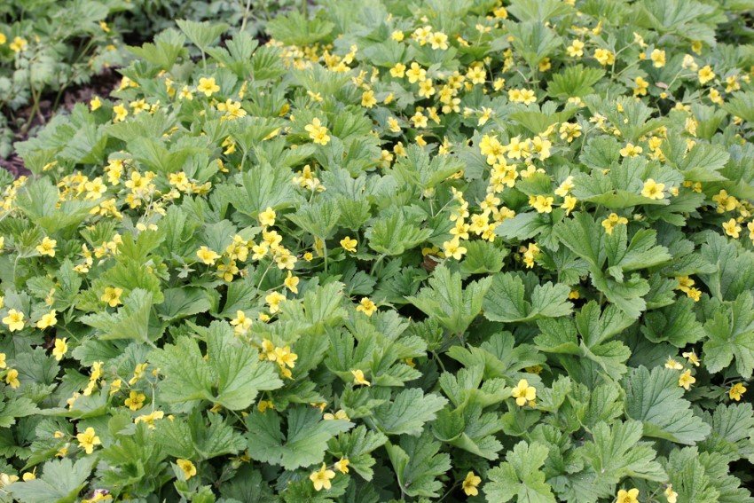 Šliaužiantis augalas, trilapė valdšteinija, vazono skersmuo 10,5 cm.