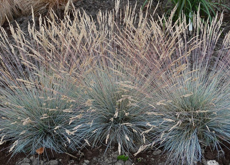 Žolinis augalas, eraičinas melsvasis "Elijah Blue", vazonėlio talpa 2 l.