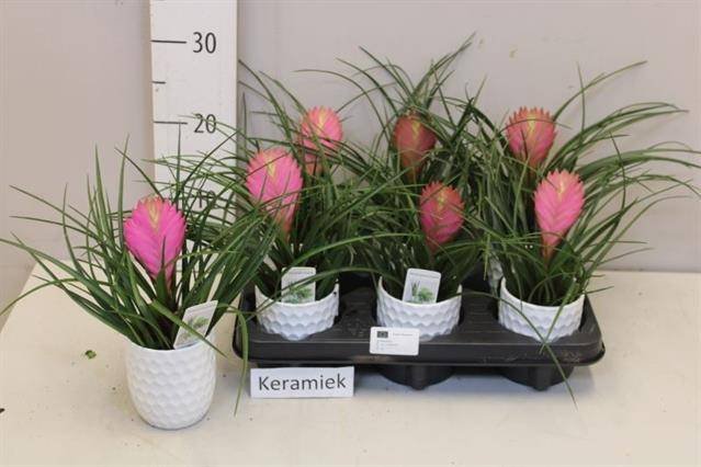 Kambarinis augalas, tilandsija, vazonėlio skersmuo 10 cm.