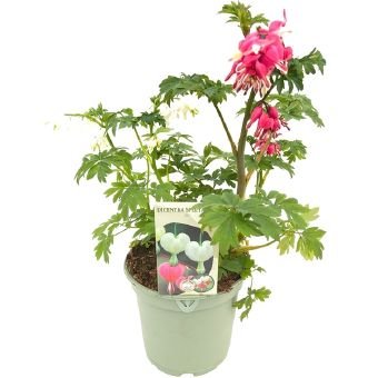 Daugiametė gėlė, auskarėlis "Duo pink white", vazono skersmuo 17 cm.