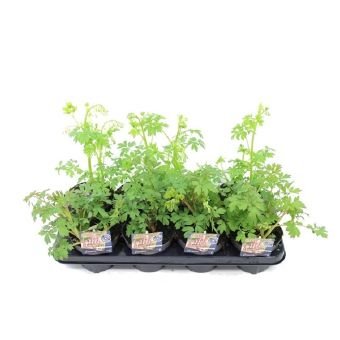 Daugiametė gėlė, auskarėlis, vazonėlio skersmuo 13 cm.