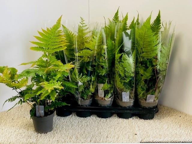 Daugiametis augalas, papartis vėlyvasis, vazonėlio skersmuo 12 cm.