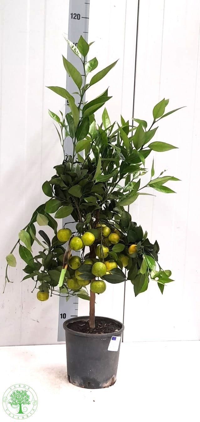 Kambarinis augalas, citrinmedis "Pursha", vazonėlio skersmuo 20 cm.