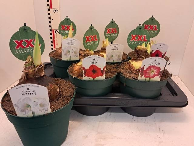 Kambarinis augalas, meilenis (amarilis), įvairūs, vazonėlio skersmuo 17 cm.