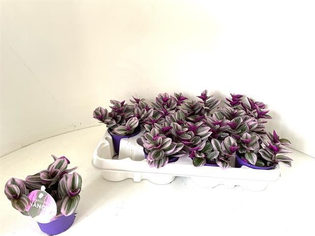 Kambarinis augalas, tradeskantė "Nanouk", vazonėlio skersmuo 7 cm.