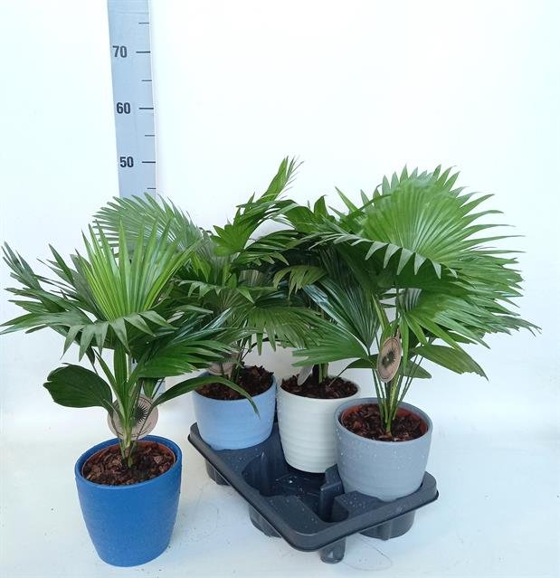 Kambarinis augalas, livistona "Rotundifol", vazonėlio skersmuo 15 cm.