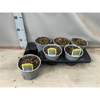 Vienmetė gėlė, verbena patagoninė, vazono skersmuo 15 cm.