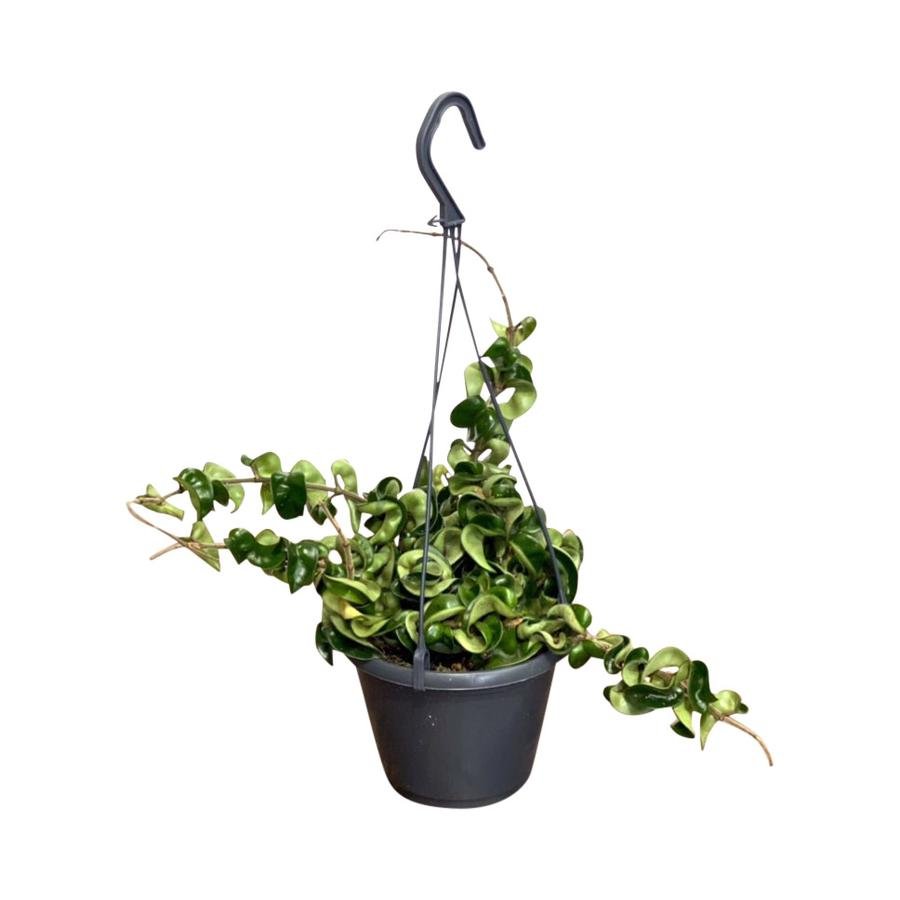 Kambarinis augalas, vaškuolė "C Compacta", vazonėlio skersmuo 14 cm.