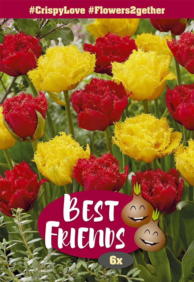 Gėlių svogūnėlių rinkinys Crispy Love, 6 vnt., Best Friends,  302698, (R)
