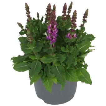 Daugiametė gėlė, šalavijas "Marvel Rose", vazono skersmuo 17 cm.