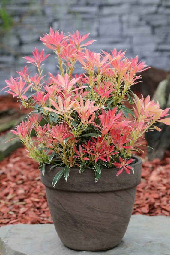 Dekoratyvinis krūmas, japoninis pieris "Flaming Silver", vazonas 2 l.