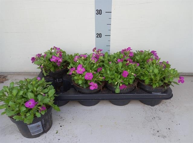 Alpinariumo augalas, aubretė "Axcent Lilac", vazonėlio skersmuo 13 cm.