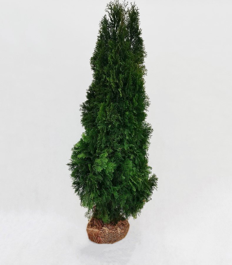 Spygliuotis, vakarinė tuja "Smaragd", 180 cm. aukščio, kelta iš grunto