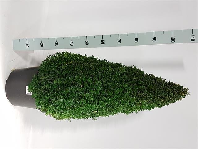 Dekoratyvinis krūmas, buksmedis "Piramidė", vazonėlio skersmuo 27 cm.