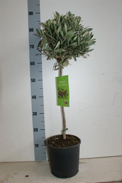 Dekoratyvinis krūmas, alyvmedis europinis, vazonėlio skersmuo 21 cm.