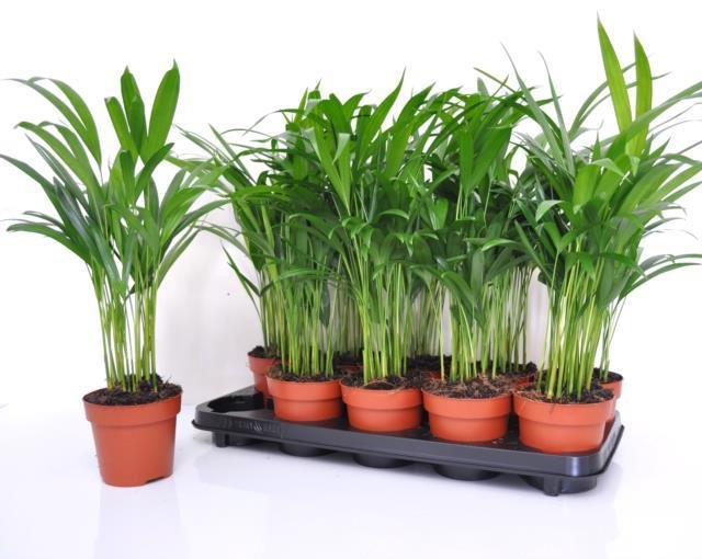 Kambarinis augalas, dipsis gelsvasis, vazonėlio skersmuo 12 cm.