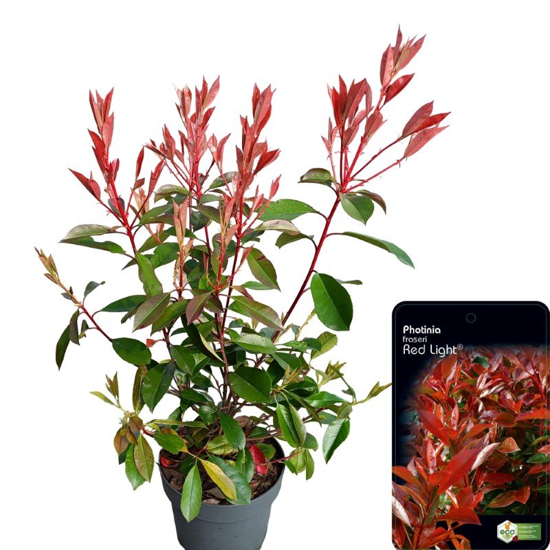 Dekoratyvinis krūmas, fotinija "Red Light", vazonėlio skersmuo 23 cm.