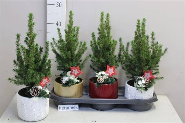 Spygliuotis, eglė baltoji "Conica", vazonėlio skersmuo 13 cm.