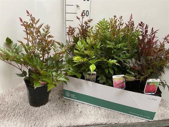 Daugiametė gėlė, astilbė, vazonėlio skersmuo 17 cm.