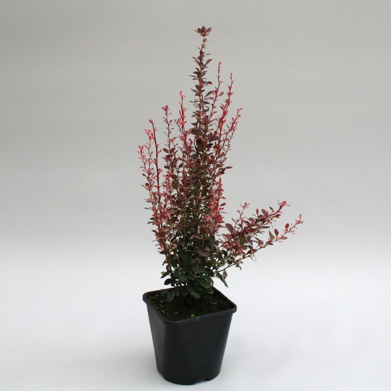 Dekoratyvinis krūmas, raugerškis tunbergo "Rosy Rocket", vazonas 2 l.