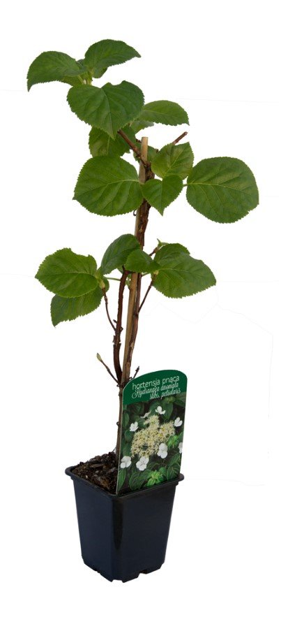 Vijoklinis augalas, lipanti hortenzija, įvairios veislės, vazonėlio skersmuo 9 cm.