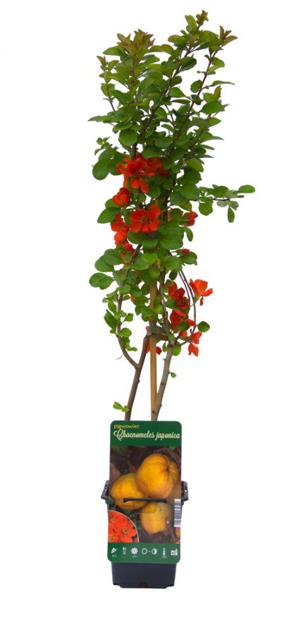 Vaiskrūmis, svarainis, įvairios veislės, vazonėlio skersmuo 9 cm.