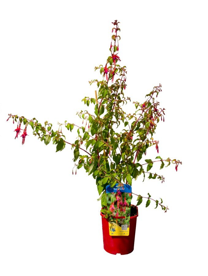 Dekoratyvinis krūmas, fuksija, vazonėlis 2 l.