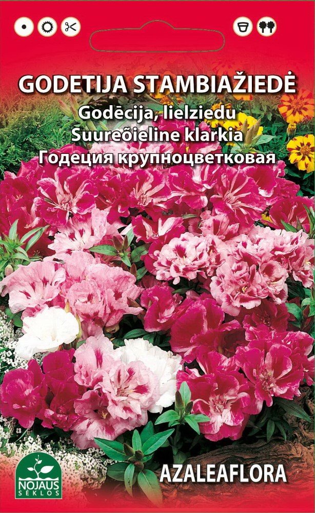 Sėklos gėlių, godecija, stambiažiedė, (02-07mėn)