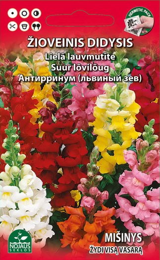 Sėklos gėlių, Žioveiknis didysis, (02-07mėn)