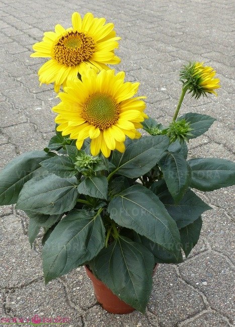 Daugiametė gėlė, saulėgrąža, vazonas 2 l.