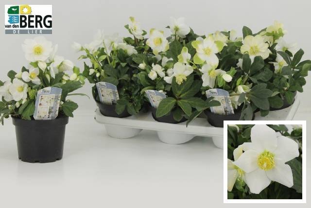 Daugiametė gėlė, eleboras "Advent Star", vazonėlio skersmuo 15 cm.