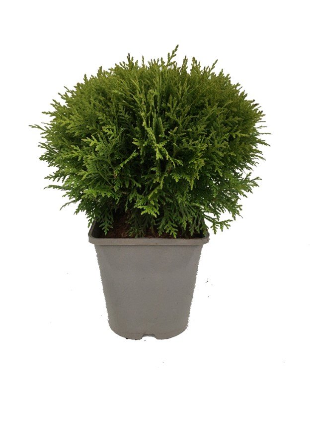 Spygliuotis, tuja vakarinė "Danica", vazonas 2 l.