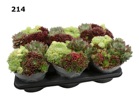 Alpinariumo augalas, šilropų kompozicija, įvairios, vazonėlio skersmuo 14 cm.