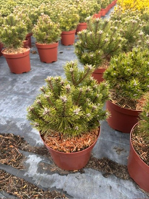 Spygliuotis, pušis kalninė "Humpy", vazonėlio skersmuo 28 cm.